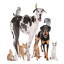 Pet Care